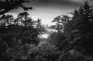 What Is Pine Bark Extract and What Does It Do for Your Health?